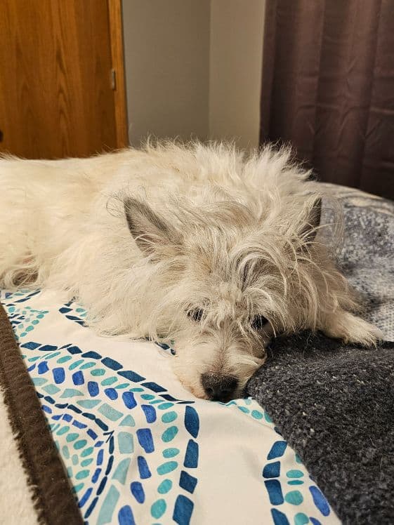 A white dog laying on a bed.