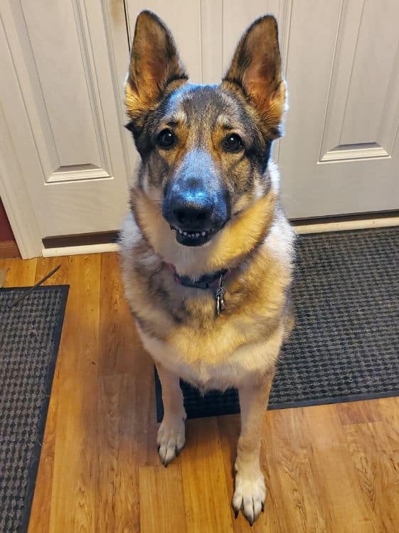 A German Shepherd sitting by the door waiting to go outside.