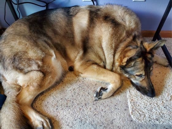 A German Shepherd laying underneath a desk.