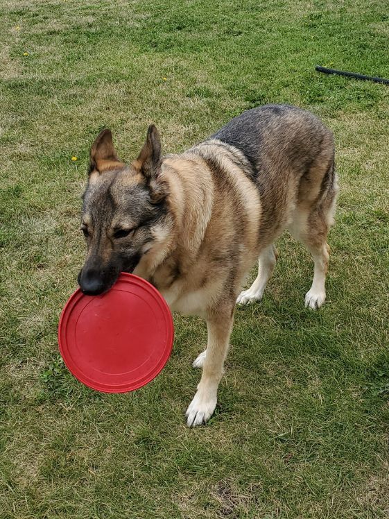 A German Shepherd in the yard holding a Kong flyer in her mouth.
