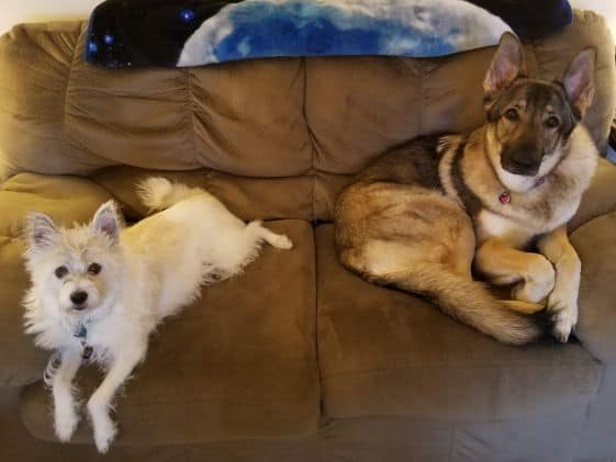 A medium sized white dog laying next to a German Shepherd on a couch.