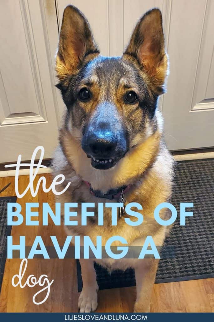 Pin image of a German Shepherd sitting by the door waiting to go outside with a text overlay that reads the benefits of having a dog.