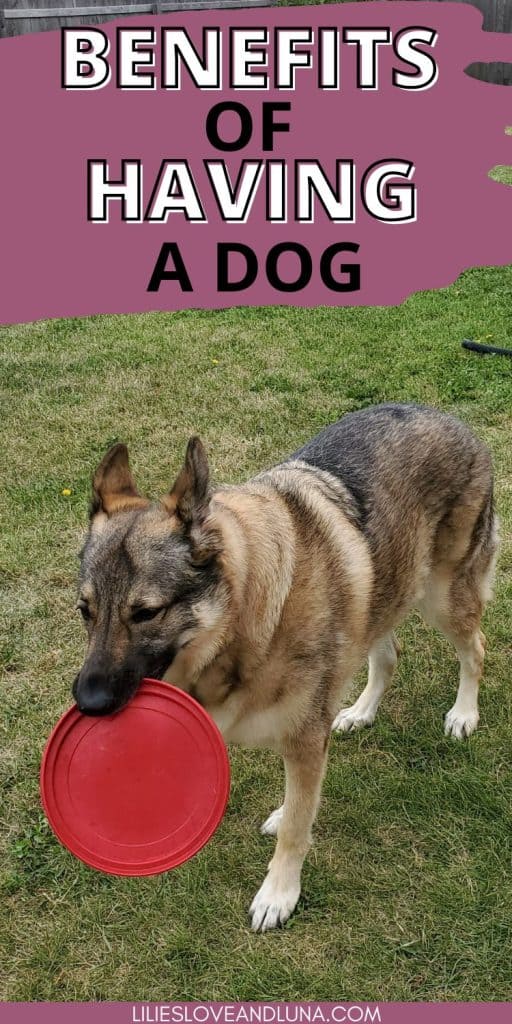 Pin image of a German Shepherd in the yard holding a Kong flyer in her mouth with a text overlay that reads benefits of having a dog.