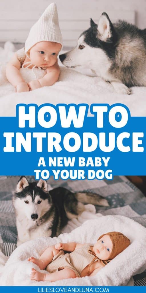 Pin image of a dog sniffing a baby's face above text that reads how to introduce a new baby to your dog. Below the text is a husky laying near a baby that is also laying down.