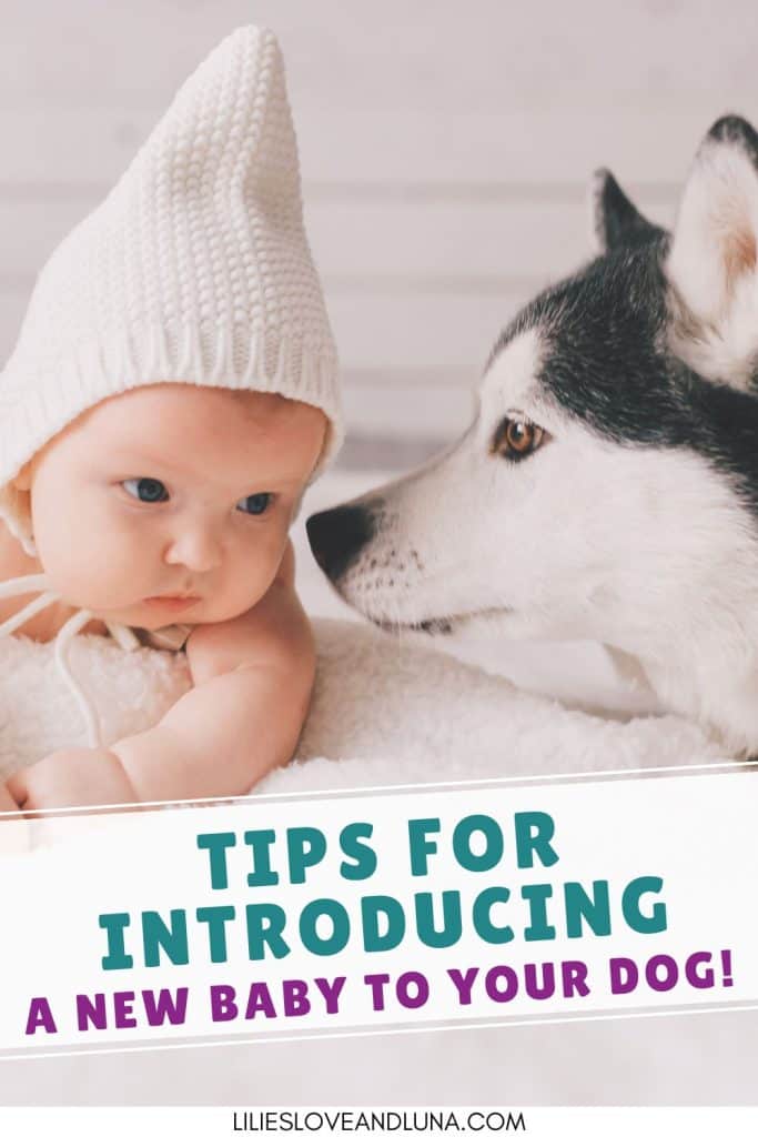 Pin image of a dog sniffing a baby's face with a text overlay that reads tips for introducing a new baby to your dog.