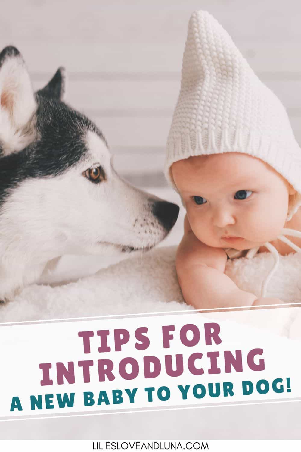 Pin image of a dog sniffing a baby's face with a text overlay that reads tips for introducing a new baby to your dog.
