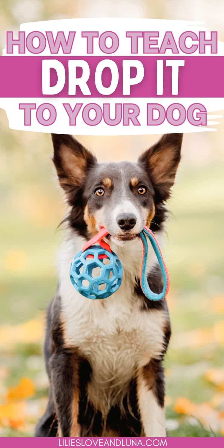 Pin image of a dog holding a toy in their mouth outide surrounded by fallen leaves. A text overlay reats how to teach drop it to your dog.