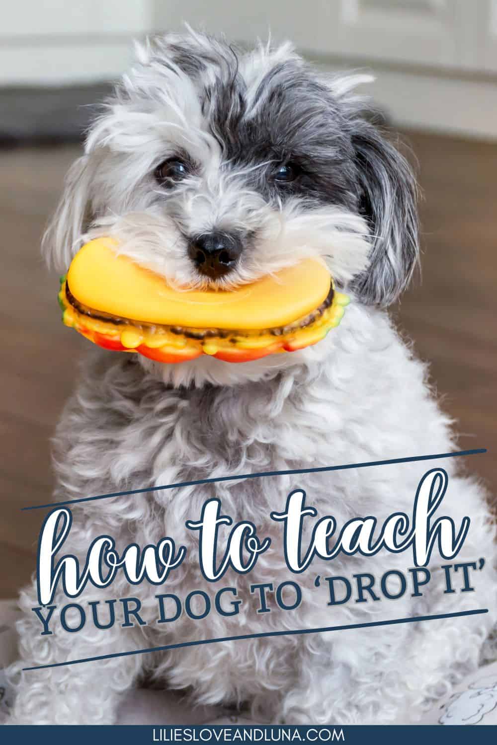 Pin image of a dog holding a hamburger toy in their mouth with a text overlay that reads how to teach your dog to 'drop it'.