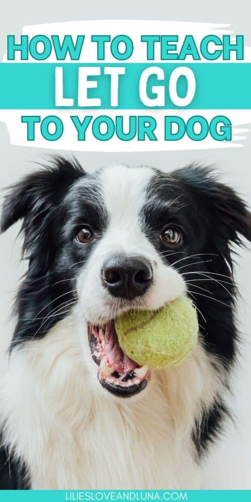 Pin image of a dog holding a tennis ball with a text overlay that reads how to teach let go to your dog.
