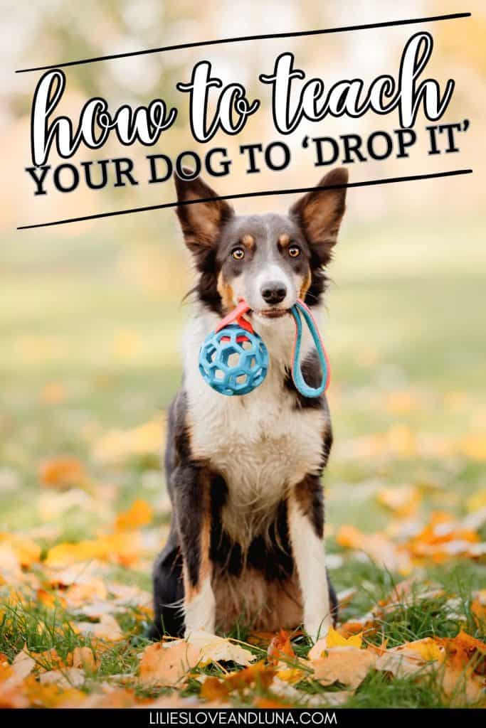 Pin image of a dog holding a toy in their mouth outide surrounded by fallen leaves. A text overlay reats how to teach your dog to 'drop it.'