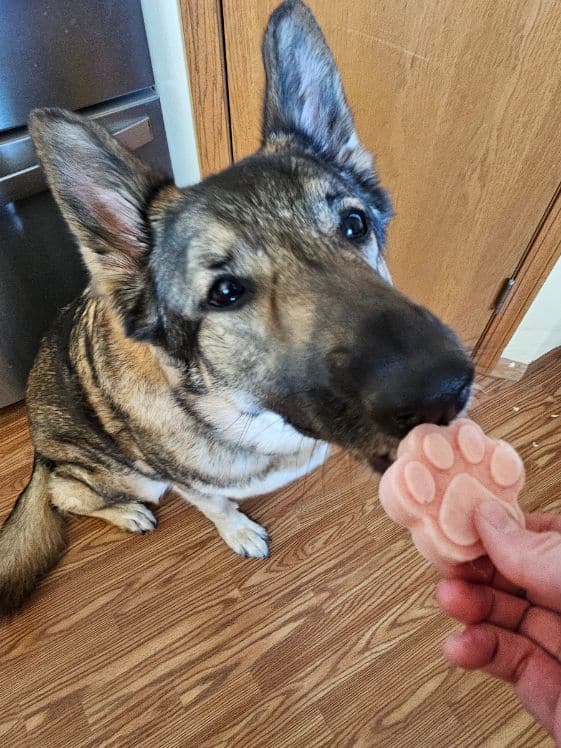 A German Shepherd licking a paw shaped watermelon ice cream for dogs.