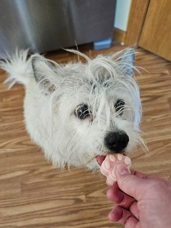 A white dog licking a paw shaped frozen watermelon and yogurt dog treat.