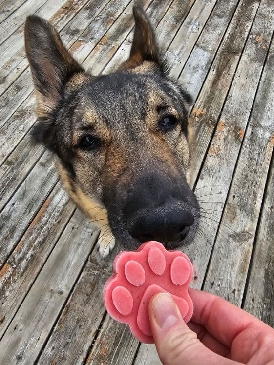 A German Shepherd sniffing a paw shaped frozen strawberry pineapple dog treat.