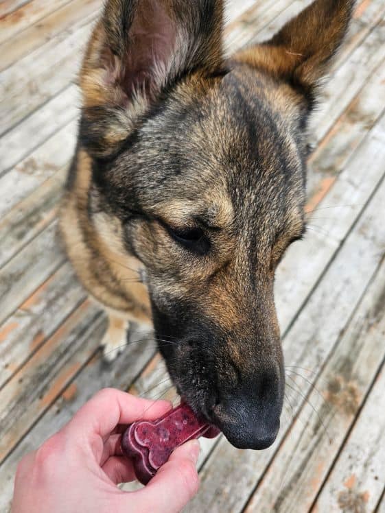 A German shepherd biting a bone shaped banana berry frozen dog treat.