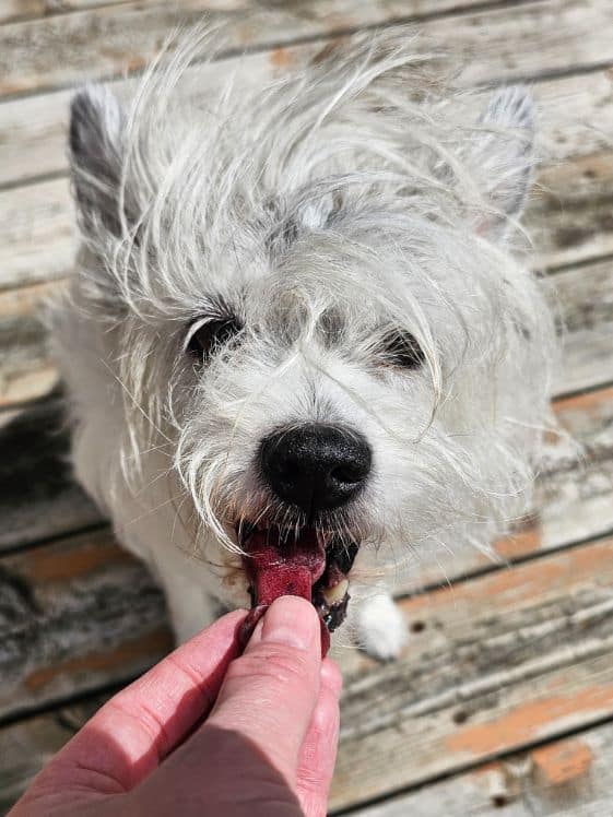 A poodle terrier opening her mouth for a banana strawberry blueberry frozen dog treat.