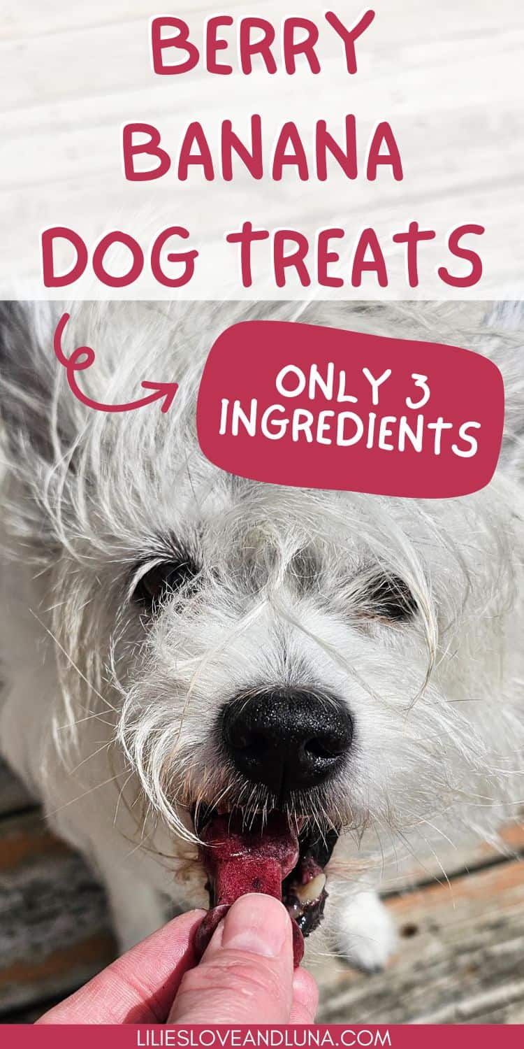Pin image of a white dog biting a frozen dog treat with a text overlay that reads berry banana dog treats: only 3 ingredients.