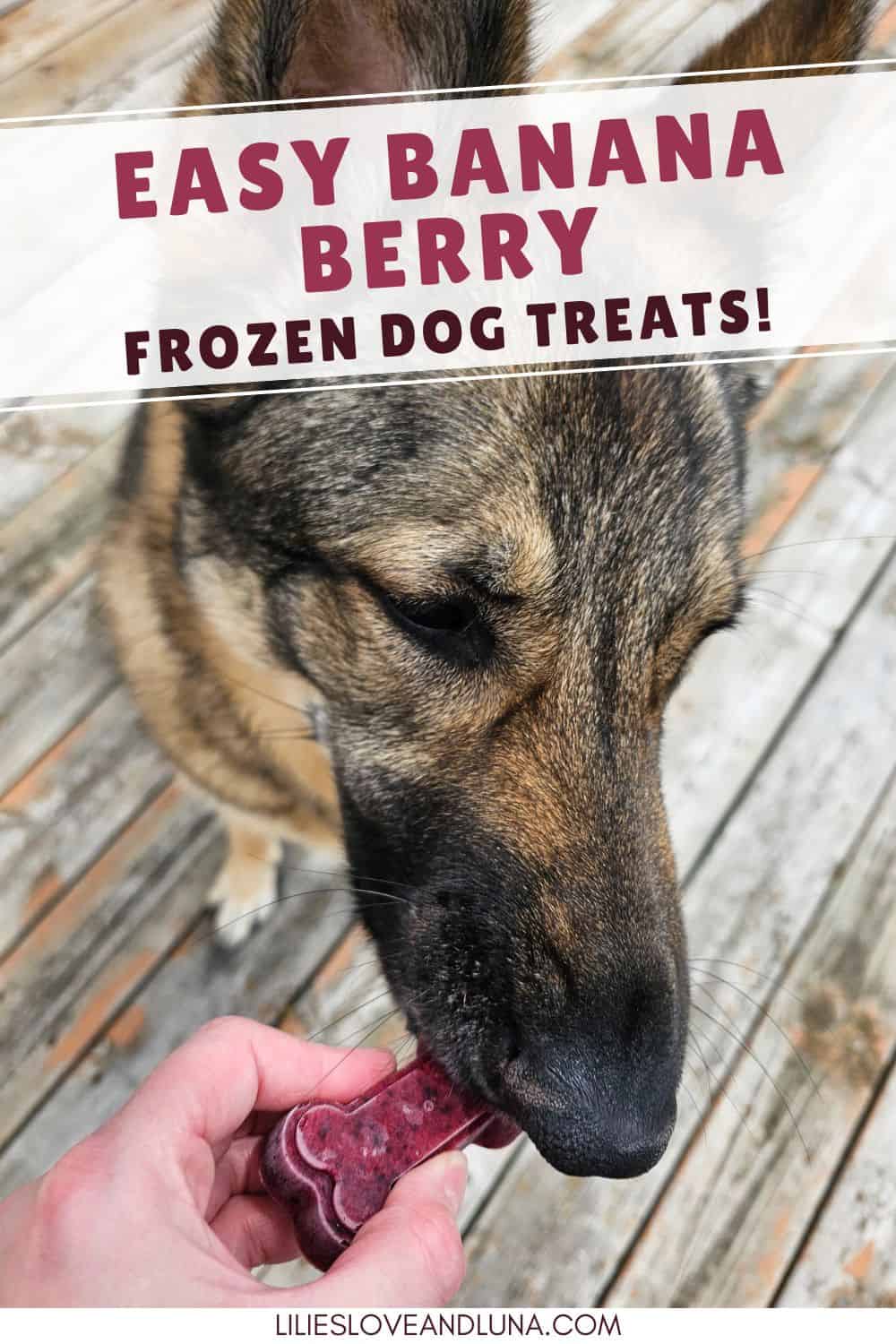 Pin image of a German Shepherd biting a paw shaped frozen dog treat with a text overlay that reads easy banana berry frozen dog treats.