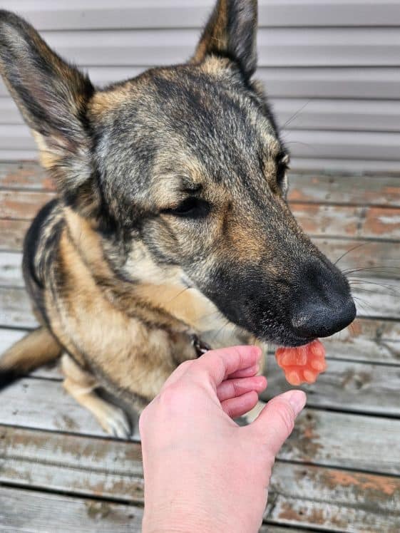A German Shepherd biting a paw shaped frozen banana watermelon dog treat.