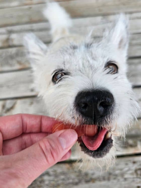 A white poodle terrier biting a bone shaped watermelon banana frozen dog treat.
