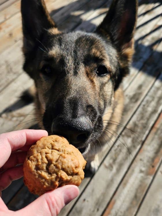 A German Shepherd looking at a peanut butter banana muffin.