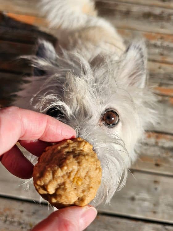 A white dog looking at a mini banana muffin.
