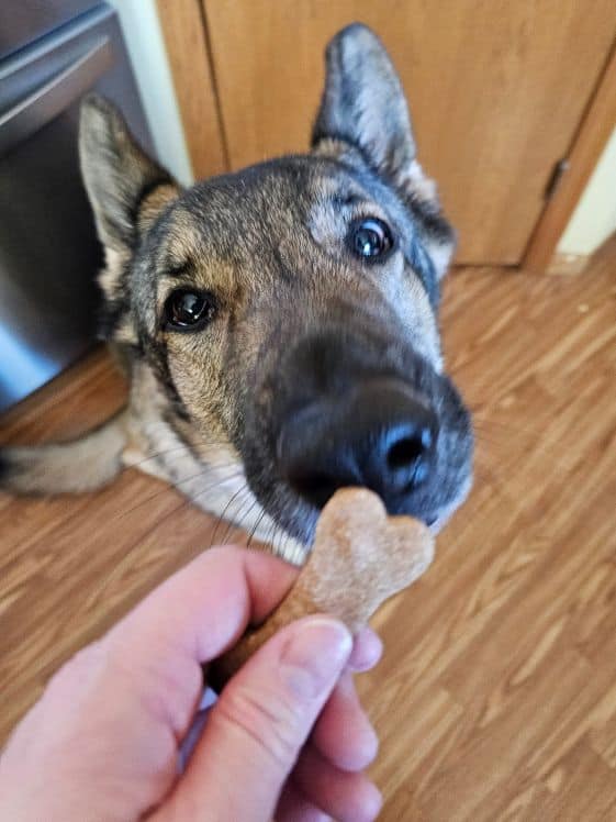 German Shepherd sniffing a baked blueberry dog treat.