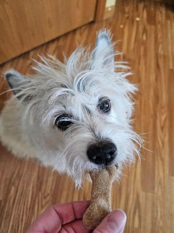 A small white dog biting a blueberry dog biscuit.