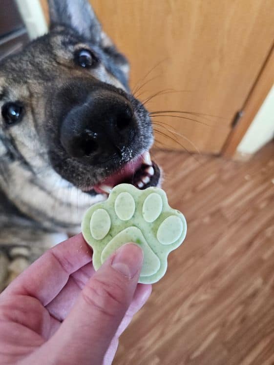 A German Shepherd ready to bite a frozen dog treat.