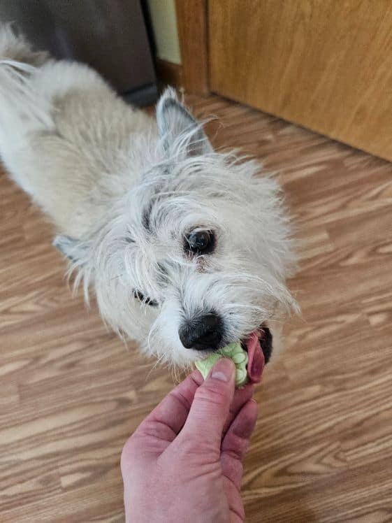 A white dog biting a frozen treat.