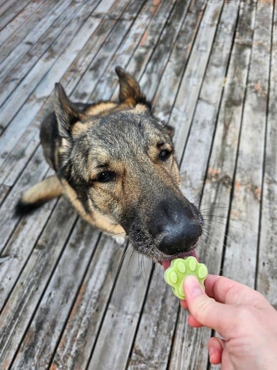 A German Shepherd licking a paw shaped frozen cucumber yogurt dog treat.