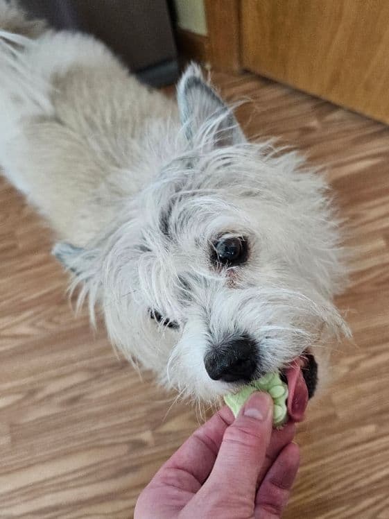 A white dog biting a frozen cucumber dog treat.