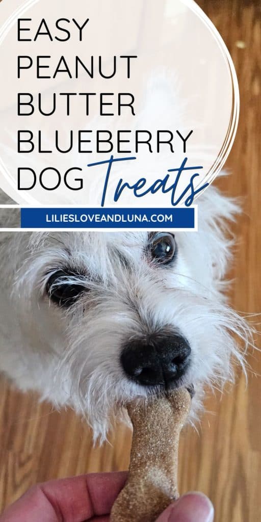 Pin image of a white dog biting a blueberry dog treat with a text overlay that reads easy peanut butter blueberry dog treats.
