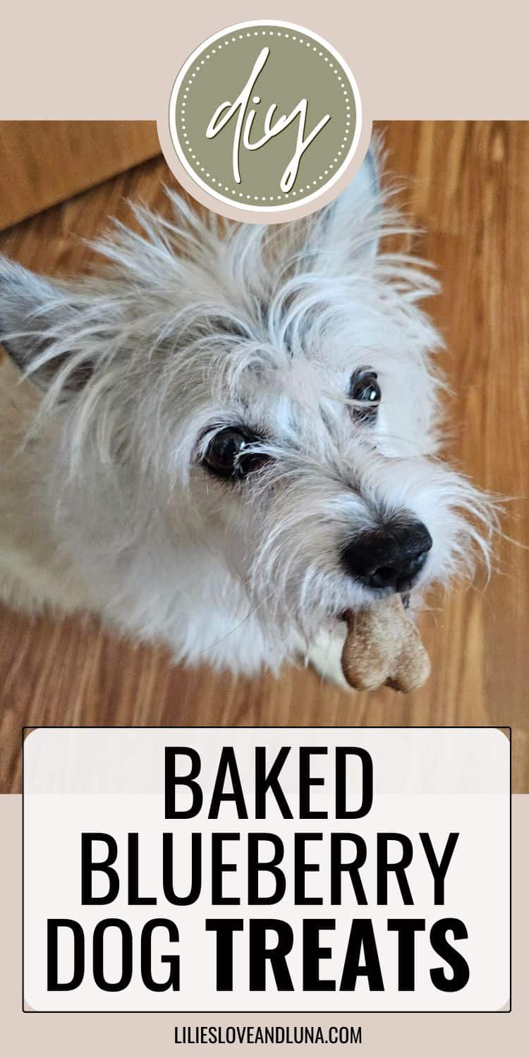 Pin image of a small white dog biting a dog treat with a text overlay that reads baked blueberry dog treats.