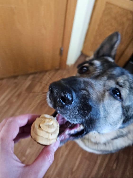 German Shepherd biting at a pupcake.