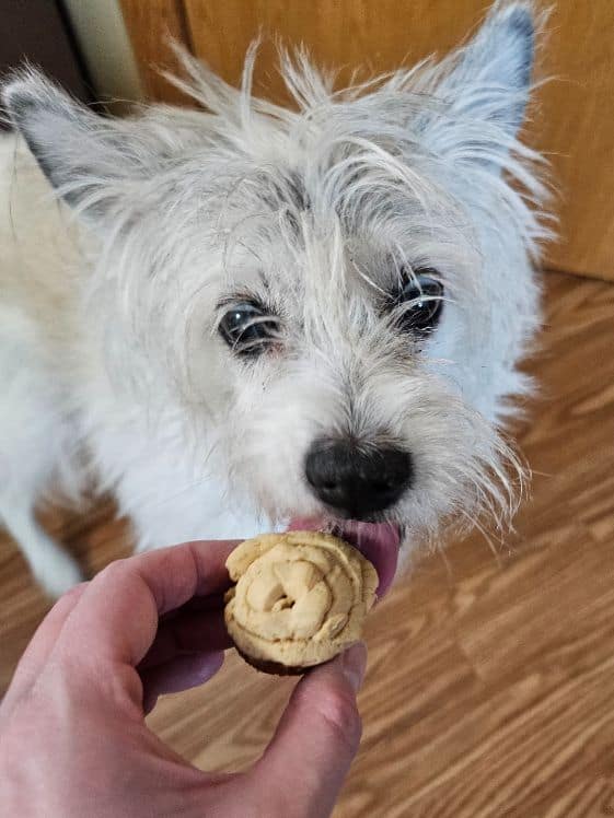 Medium sized white dog licking a frosted pupcake.