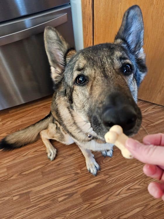 A German Shepherd sniffing a frozen carrot dog treat.