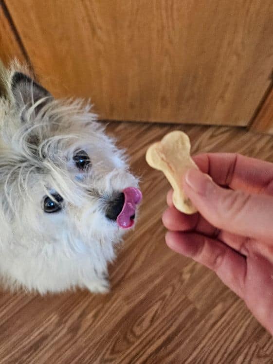 A white dog licking her nose while waiting for a bone shaped frozen dog treat.