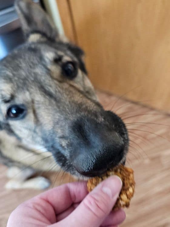A German Shepherd biting a banana oat dog treat.