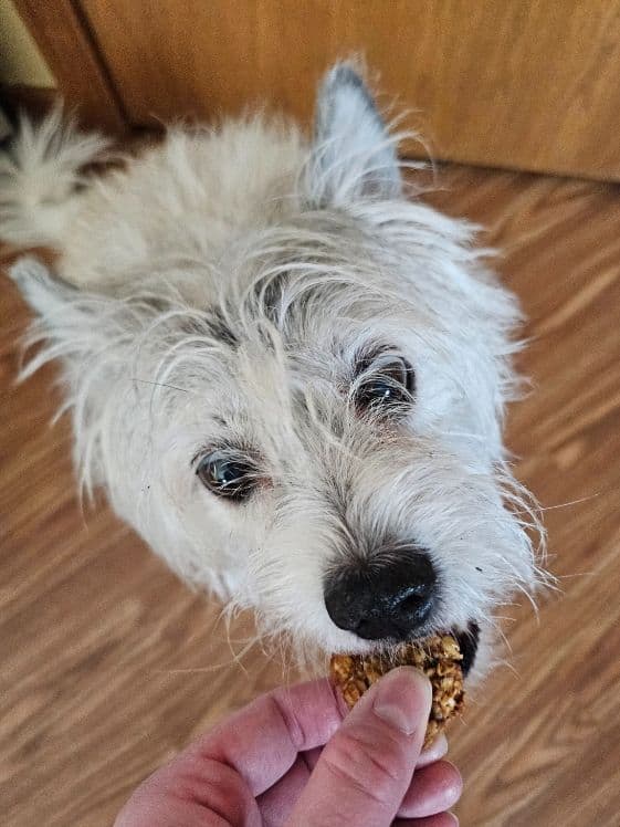 A white dog biting a baked banana oatmeal treat.