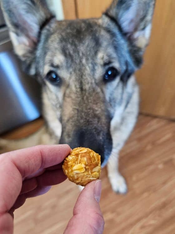 German Shepherd looking at a dog treat ball.