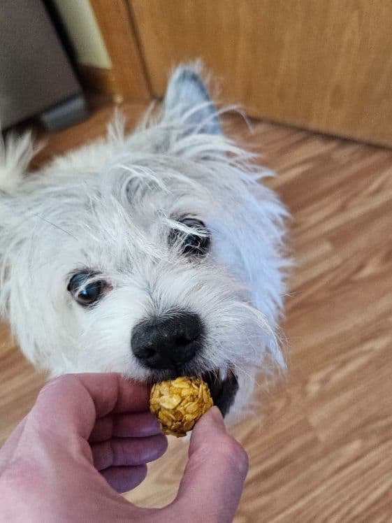 A small white dog biting a no bake carrot applesauce dog treat.