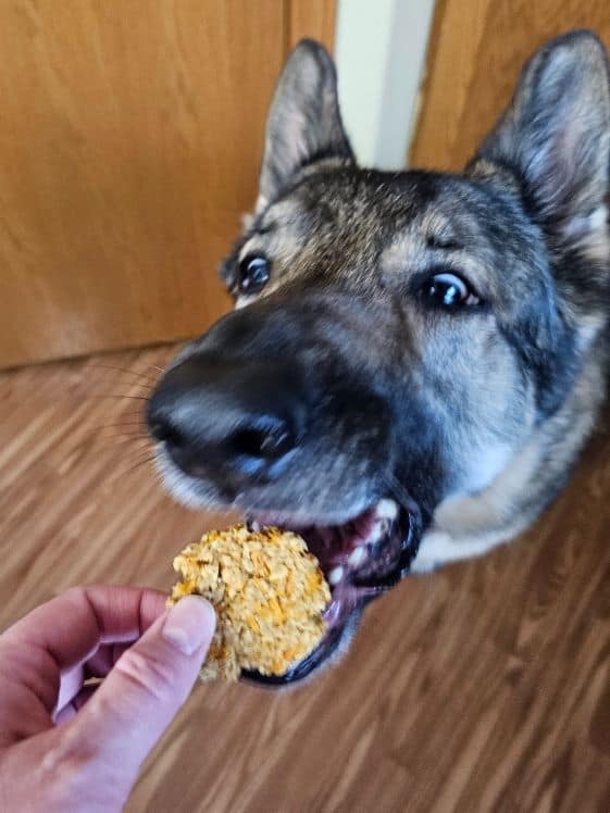 A German Shepherd with her mouth open to get a treat.