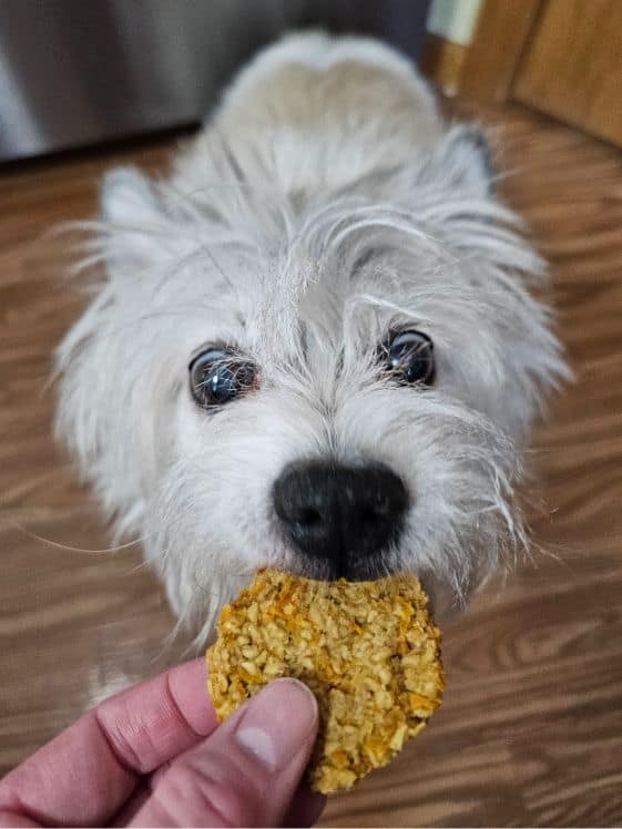 A white dog biting a carrot applesauce dog treat.