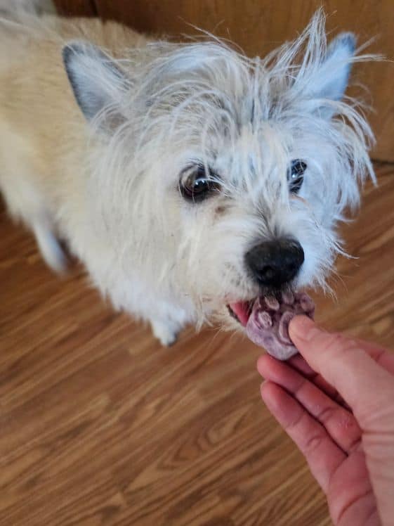 A white dog about to bite a paw shaped frozen blueberry dog treat.