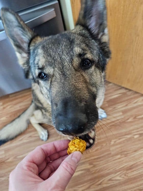 A German Shepherd about to bite a carrot peanut butter dog treat.
