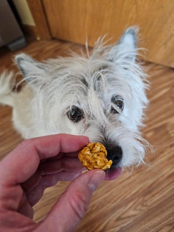A white dog with a peanut butter carrot dog treat.