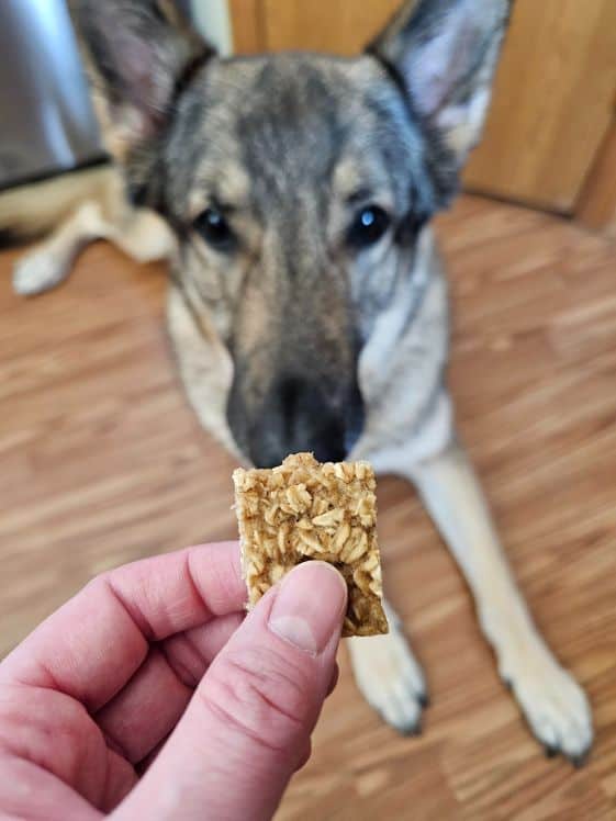 Close up of an apple banana dog treat being held in a hand with a German Shepherd looking at it in the background.