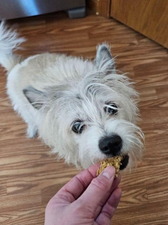 A white dog biting an apple banana dog treat.