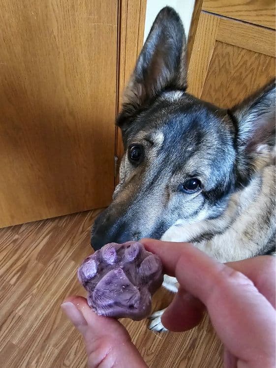 German Shepherd looking at a paw shaped frozen blueberry treat.