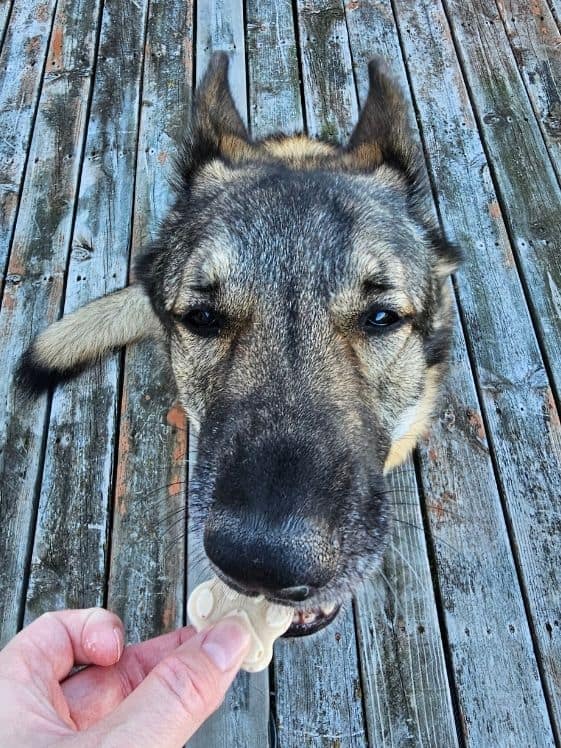 A German Shepherd biting a paw shaped ice cream for dogs treat.